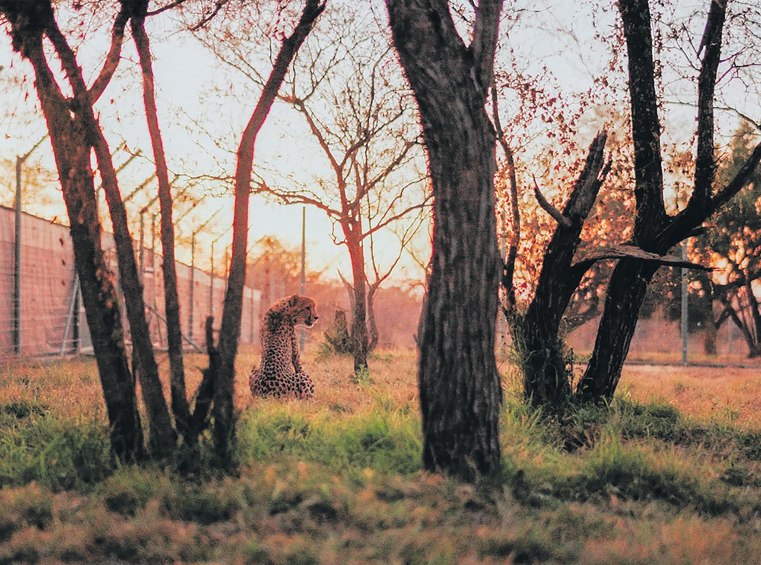 Translocated cheetahs find their feet in Mozambique