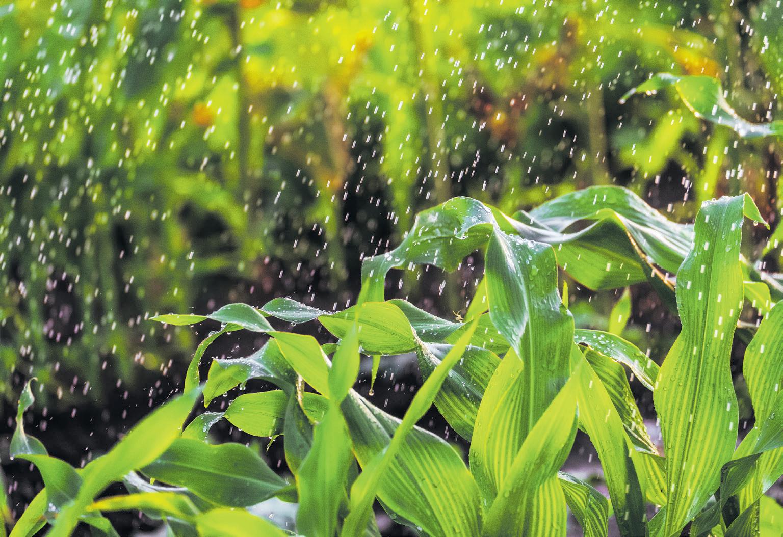 La Niña forecast raises hopes for SA's farmers