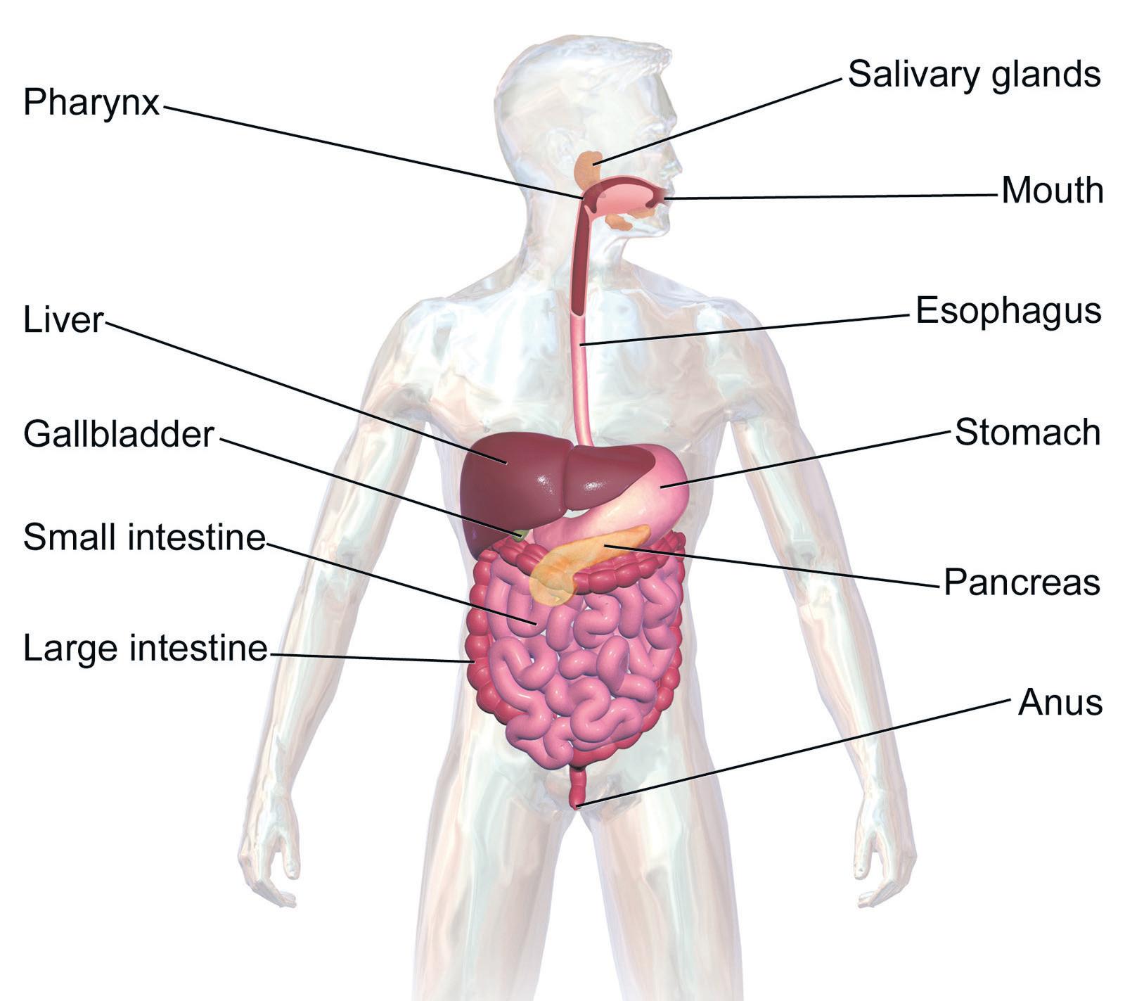 Poo and you: how your body digests its food
