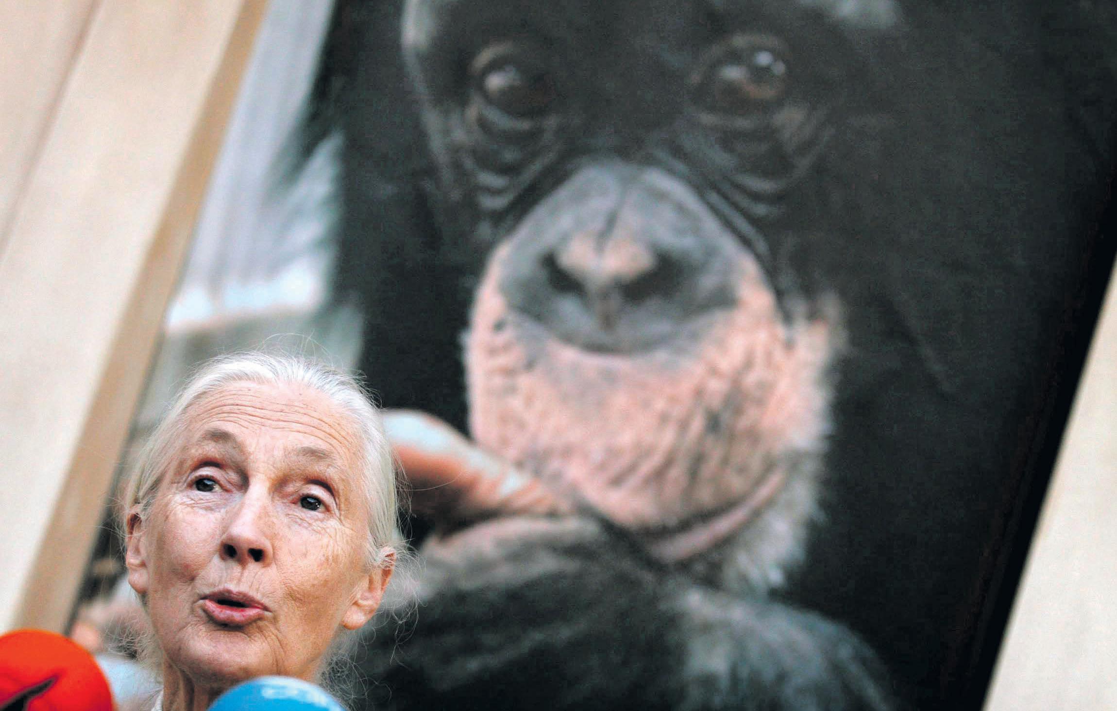 Belated lessons from an interview with Jane Goodall