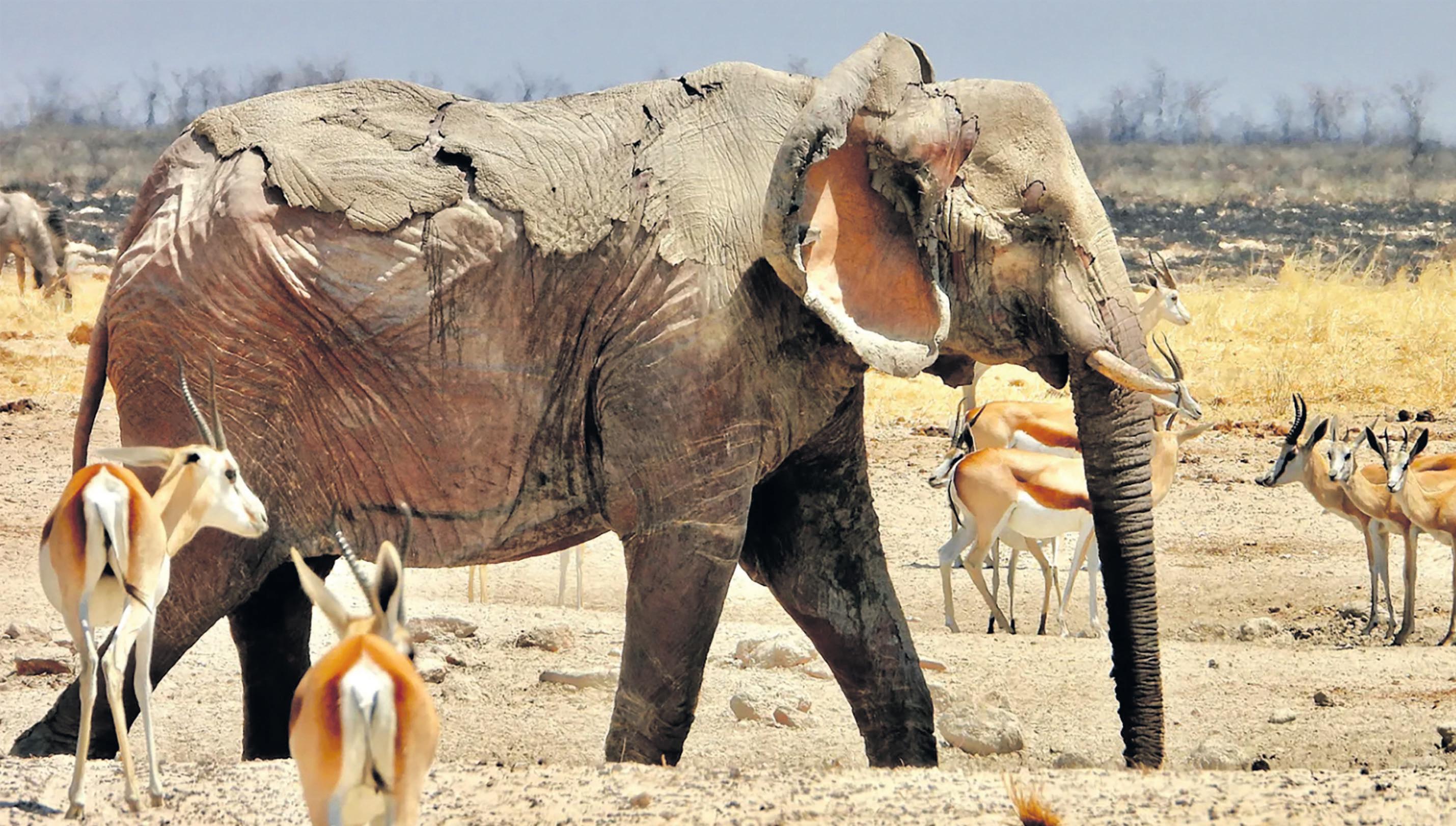 'Preventable' Etosha fire leaves
