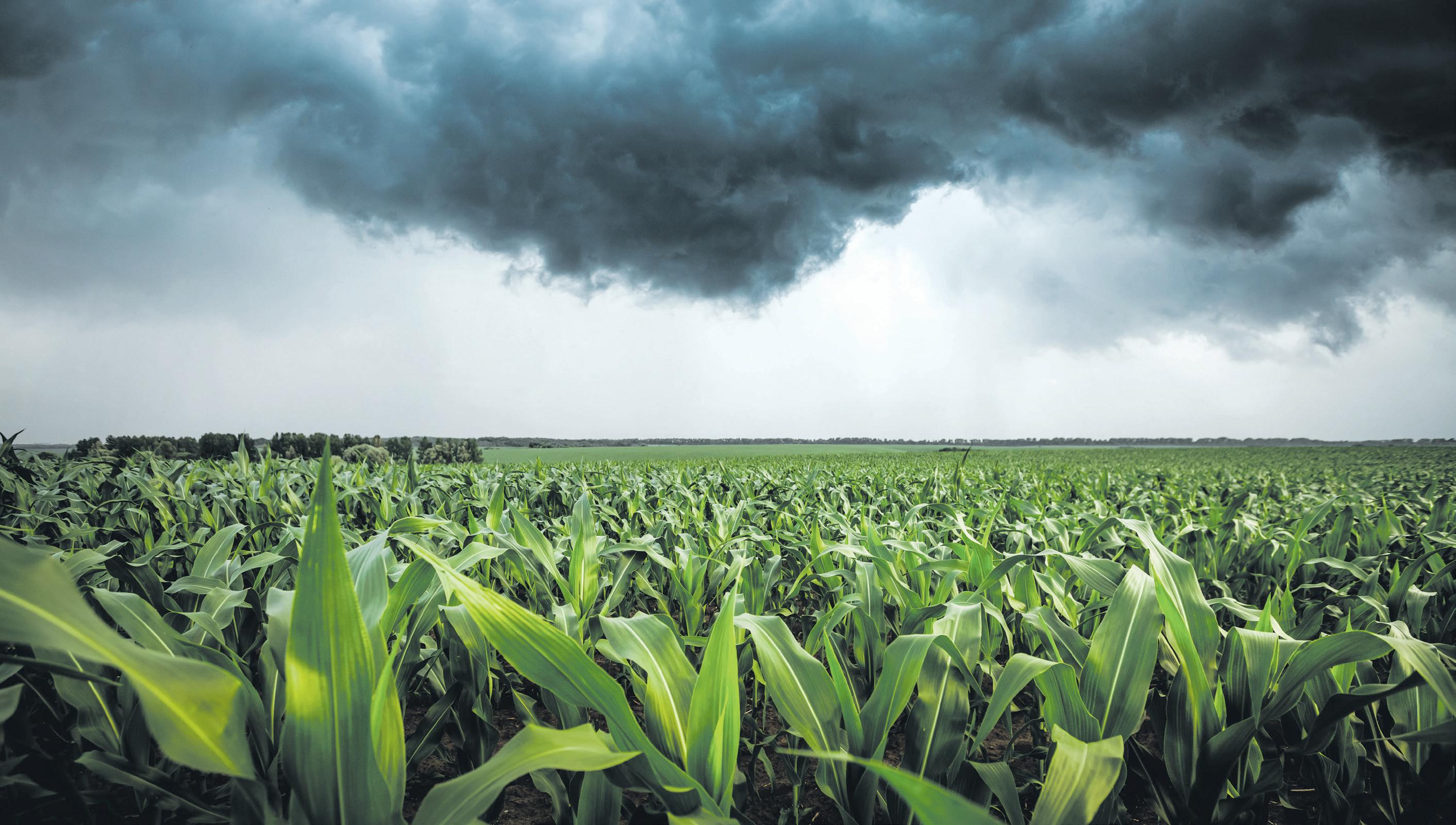 La Niña has arrived with good news for SA's maize farmers