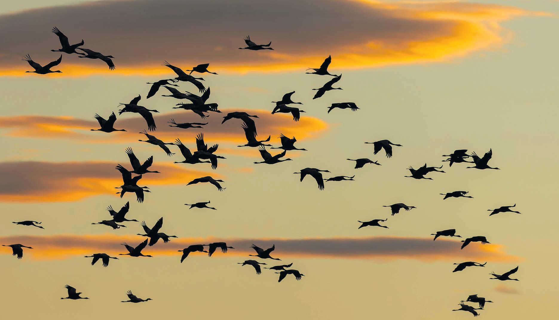 Report highlights threats to birds