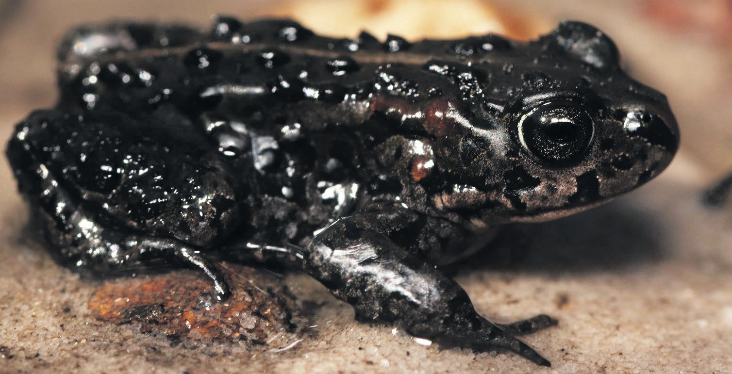 Tiny defenders: SA's forgotten frogs matter as much as its rhinos