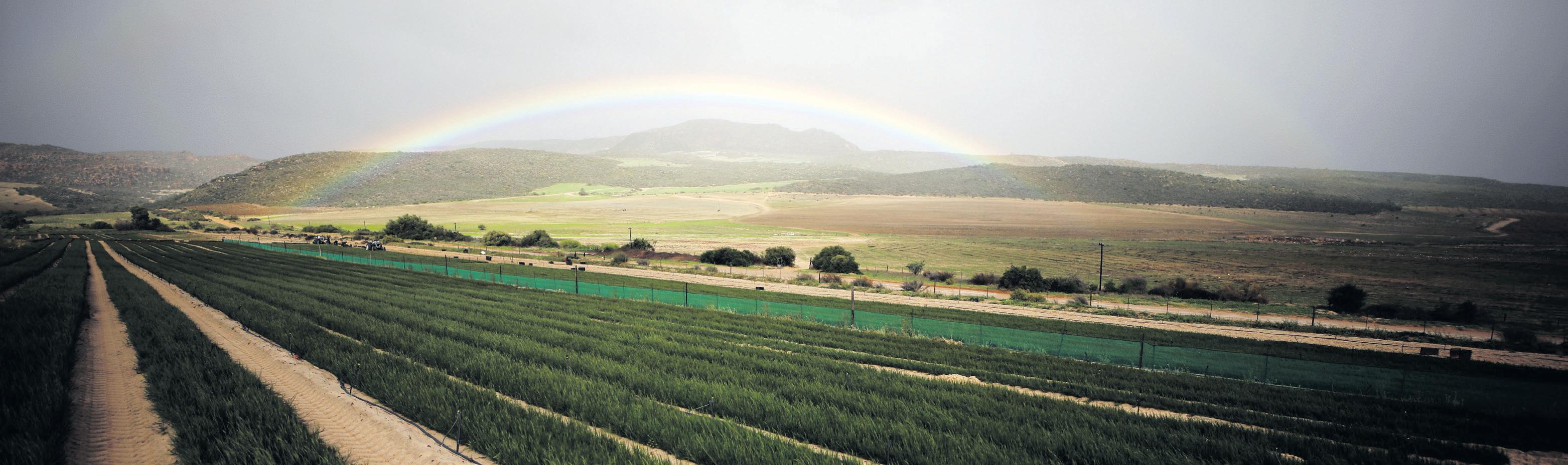 Rooibos exports soar even as global warming stresses farmers