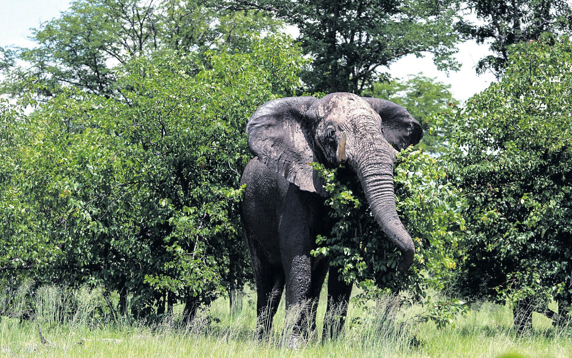 Elephants aren't the ecological