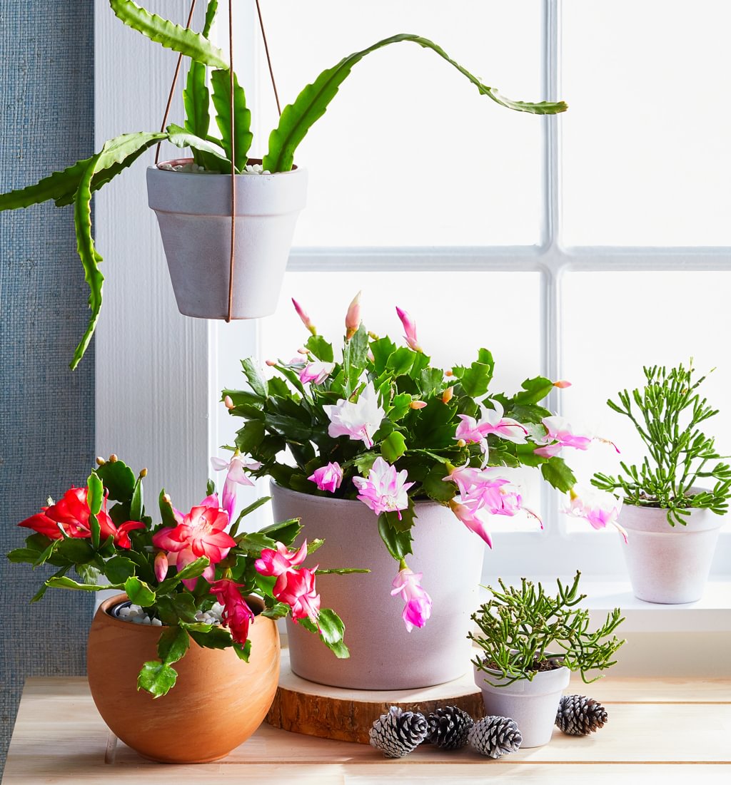 Hot Bakes: The Cookie Scoop