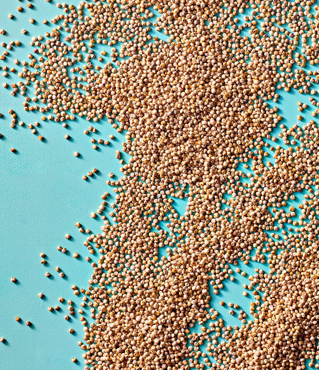 GRAIN 101 Sorghum Supreme