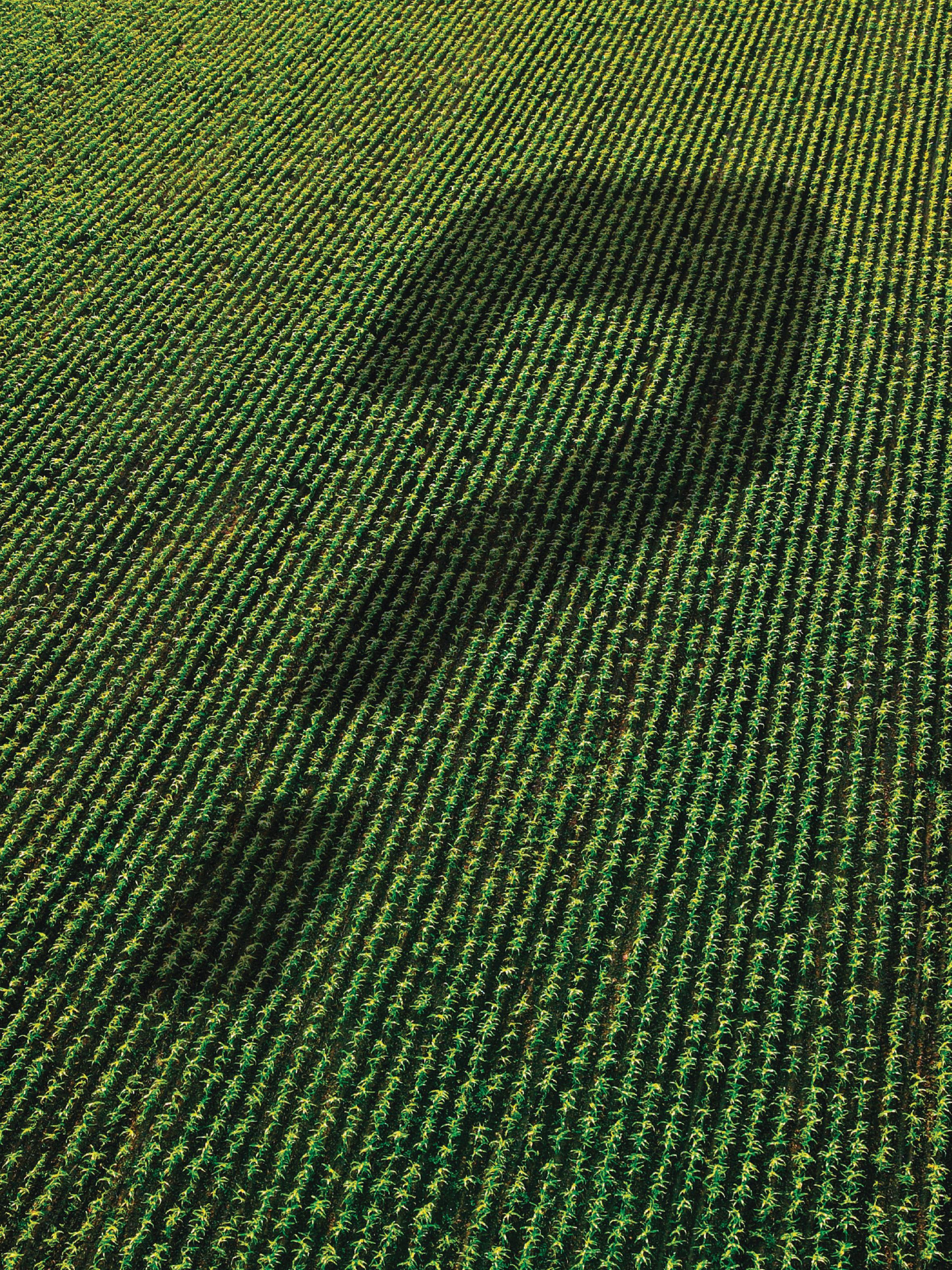 The Future of Fertilizer