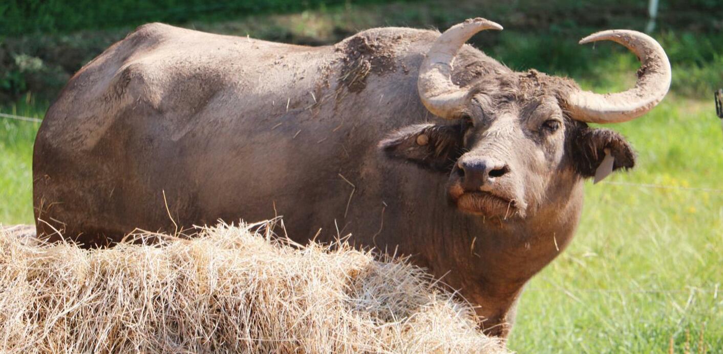 Where The Water Buffalo Roam