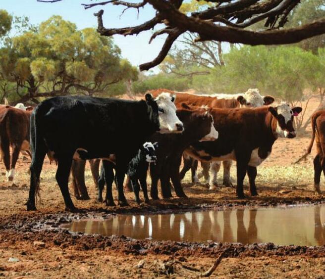 Keeping Your Herd Cool Pays Off