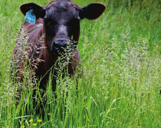 Do You Know What's Crawling On Your Cattle?