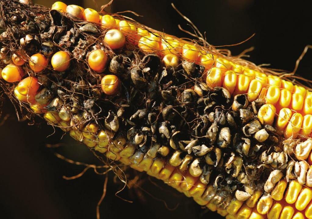 Protect Profits by Managing Ear Rots