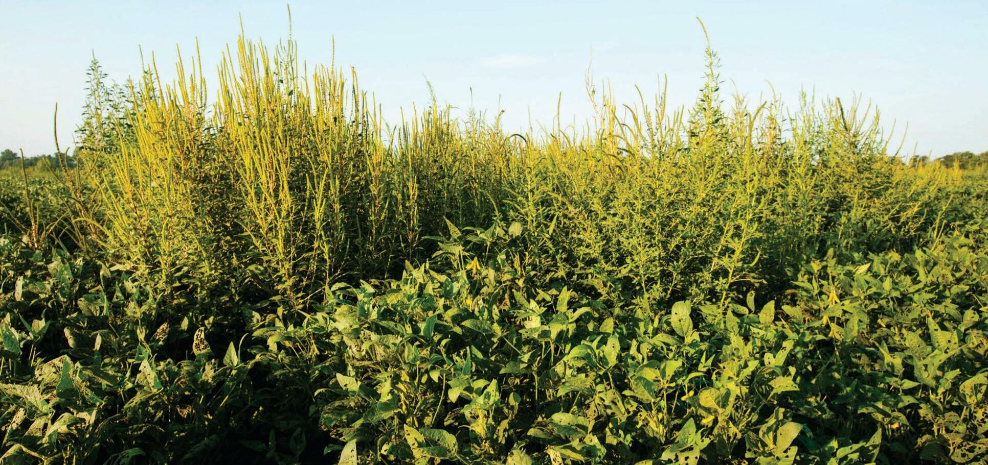 Kill Weeds Before They Grow