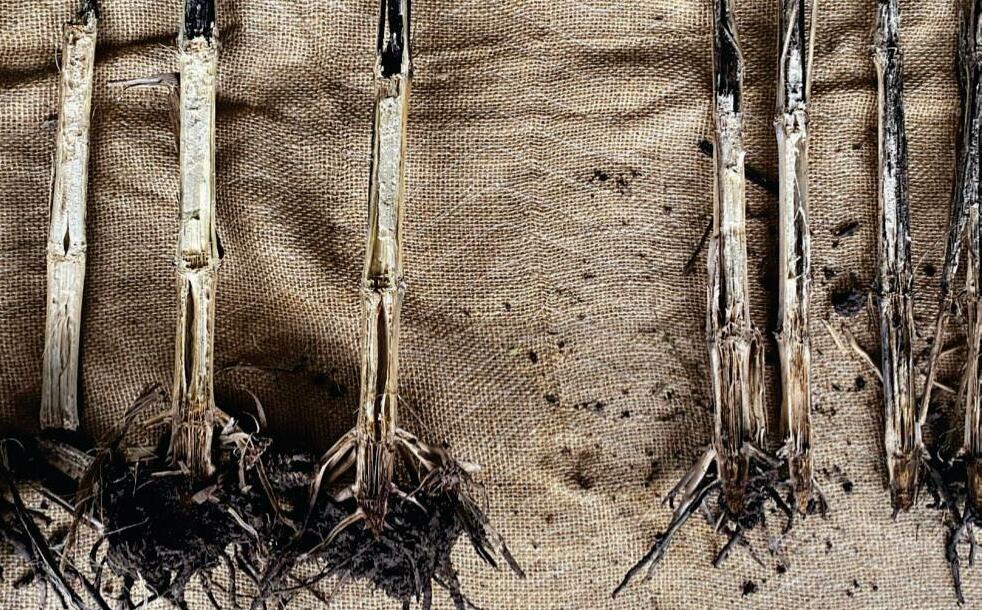 Leveling Up Yields With Biologicals