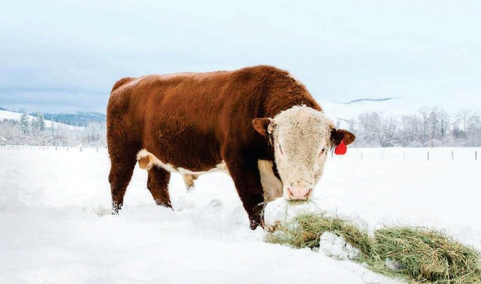Get to Know Your Bull