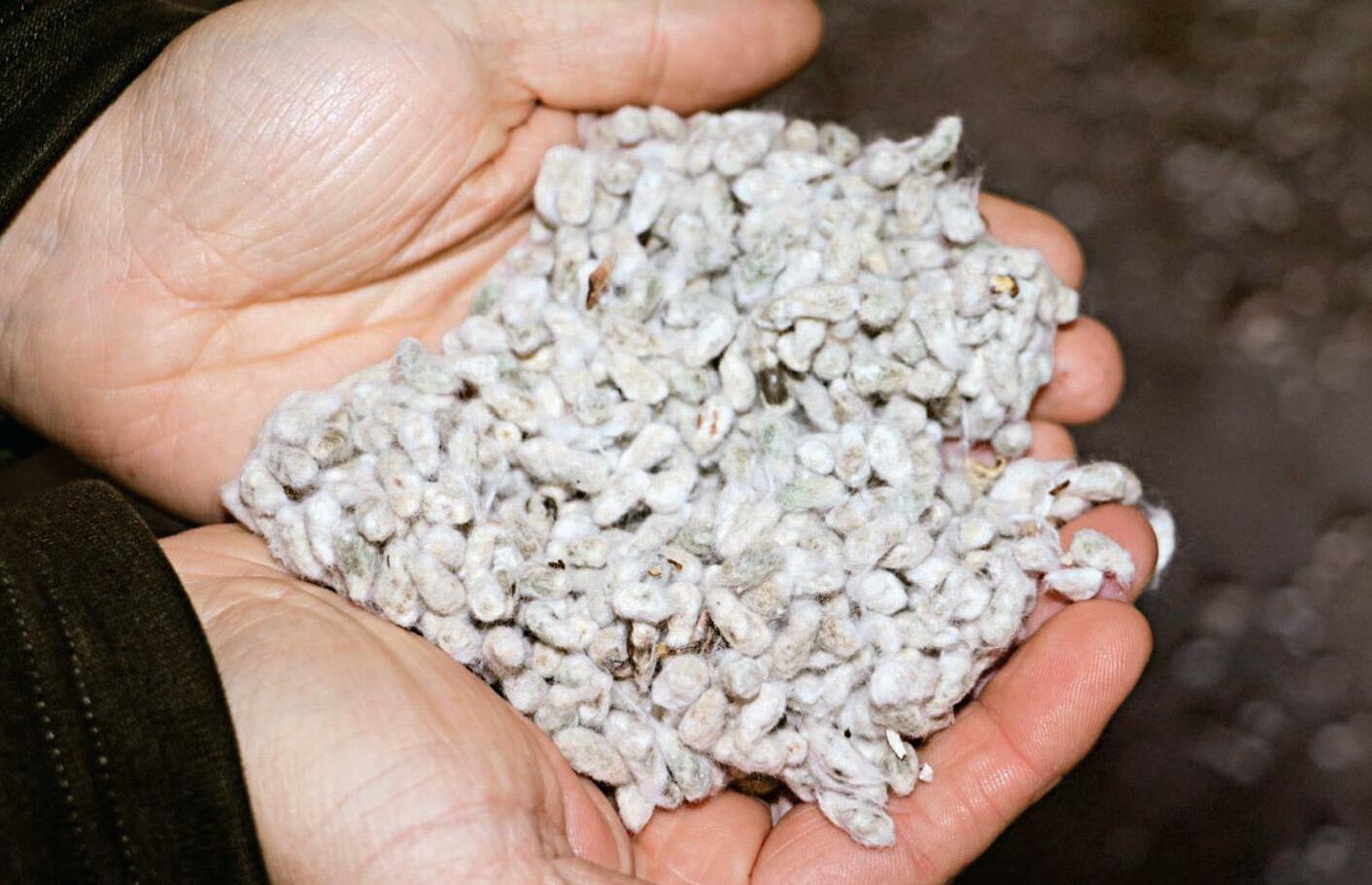 Cottonseed: A Valuable Resource