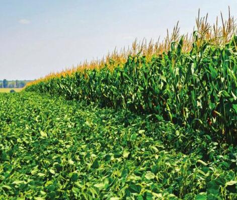 Choosing the Most Profitable Rotation