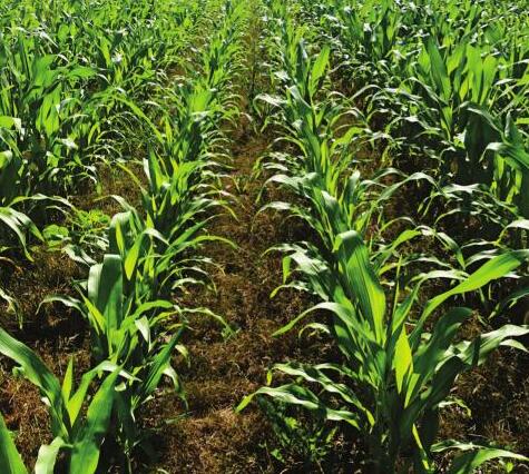 Perennial Cover Crops