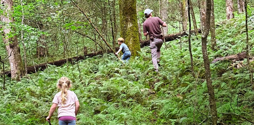 Make Forested Land Pay Without Cutting a Tree