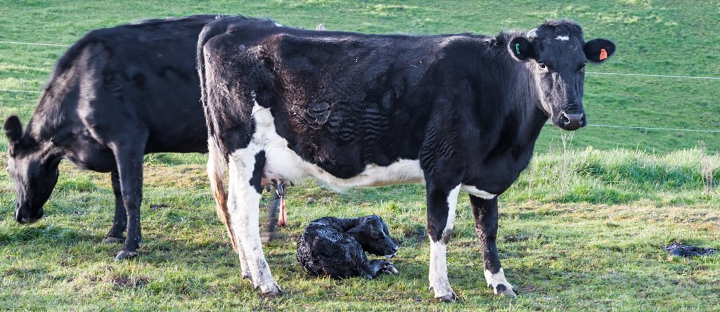 6 Tips for a Tighter Calving Window