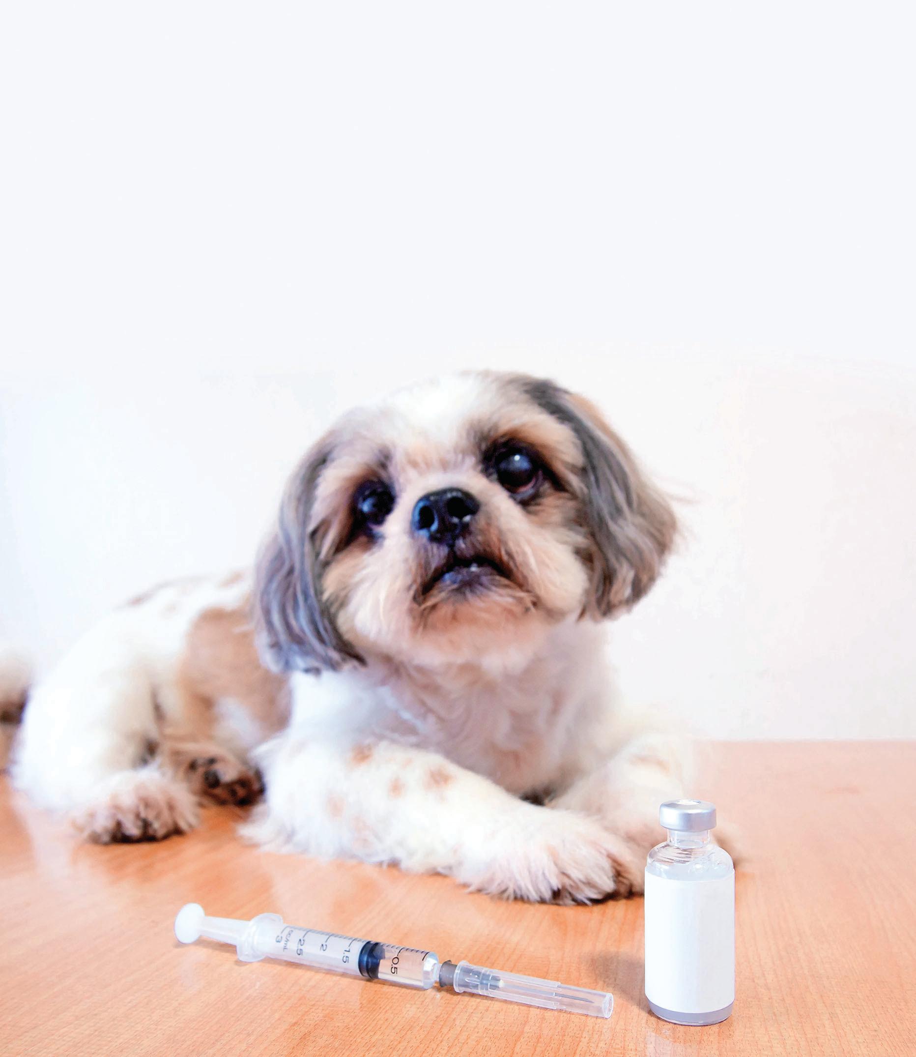 Caring For A Diabetic Pet