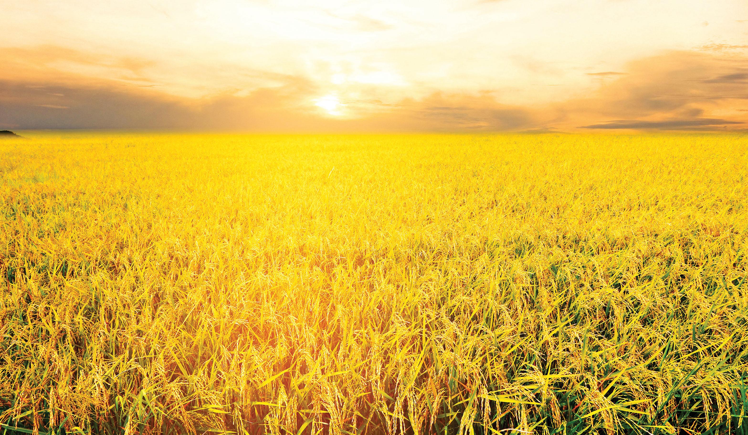 Climate Change Raises Arsenic Levels in Rice