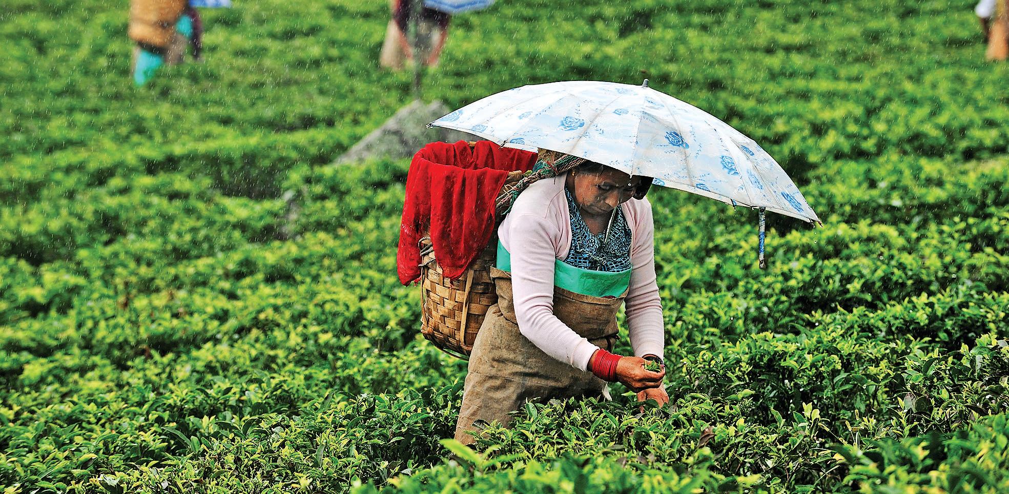 'Normal monsoon to boost farm sector, offset tariffs'