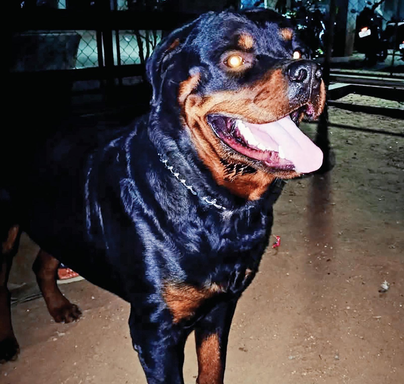 4-Month-Old Baby Mauled to Death by a Rottweiler