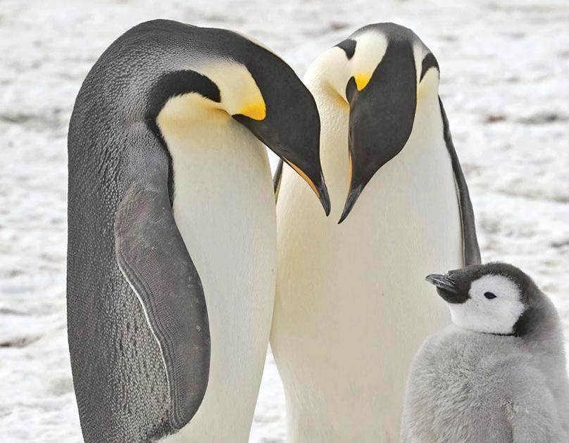 Emperor penguins on decline in Antarctica