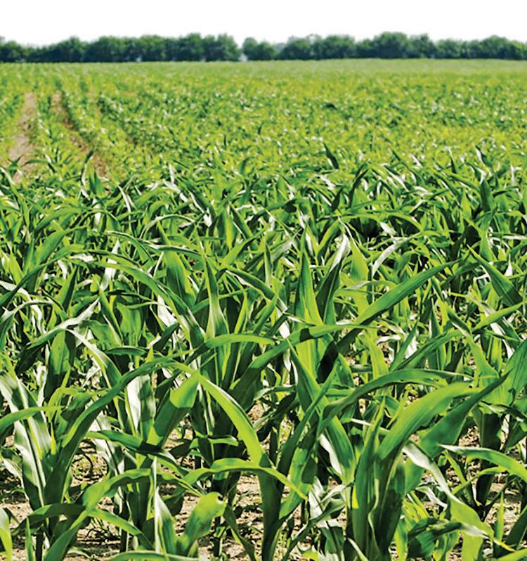 Relief to farmers as govt rolls out land resolution