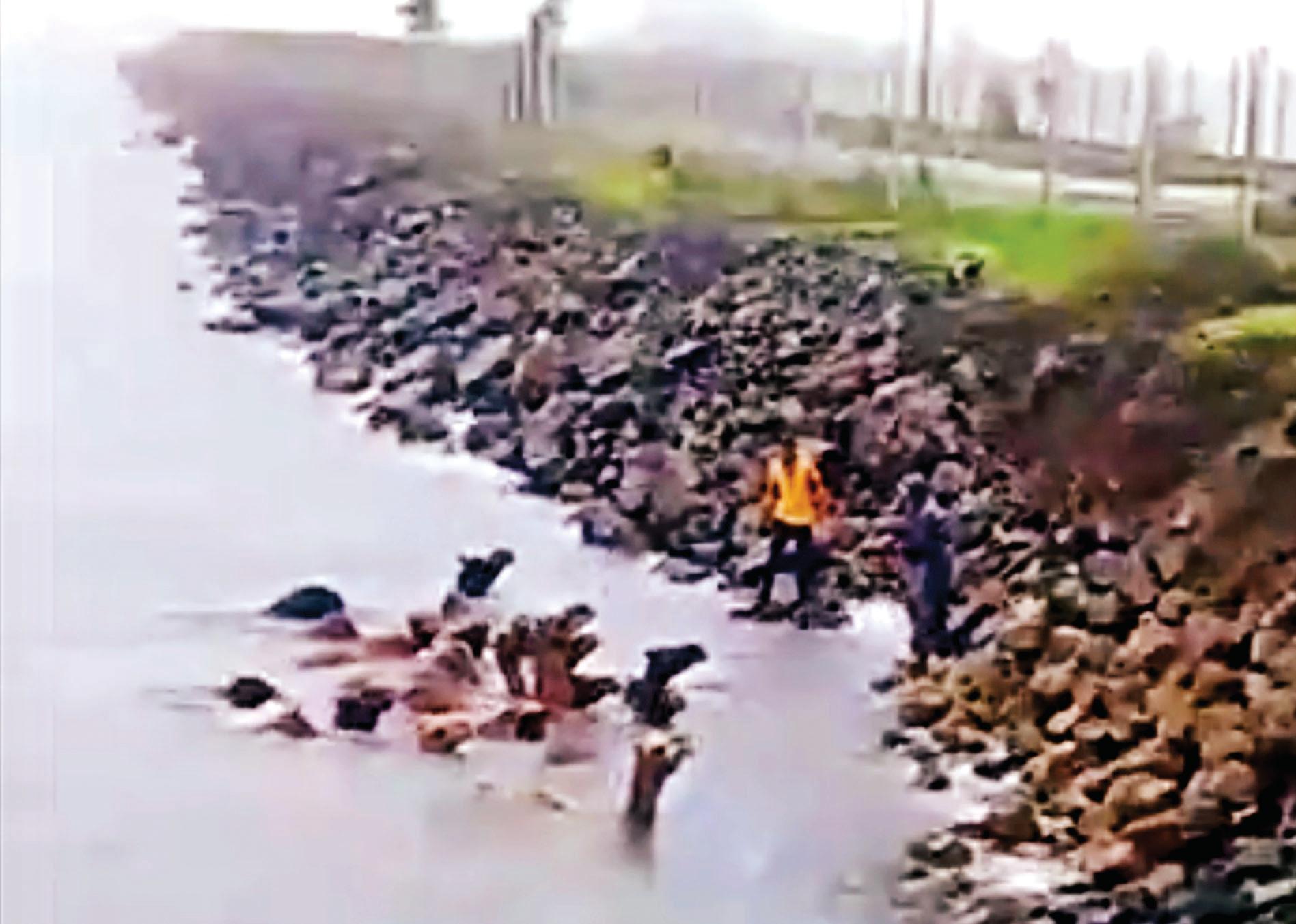 Swept away by flood, 33 camels swim to Dwarka