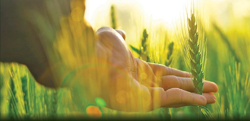 Google's AI innovation to boost Indian agri sector