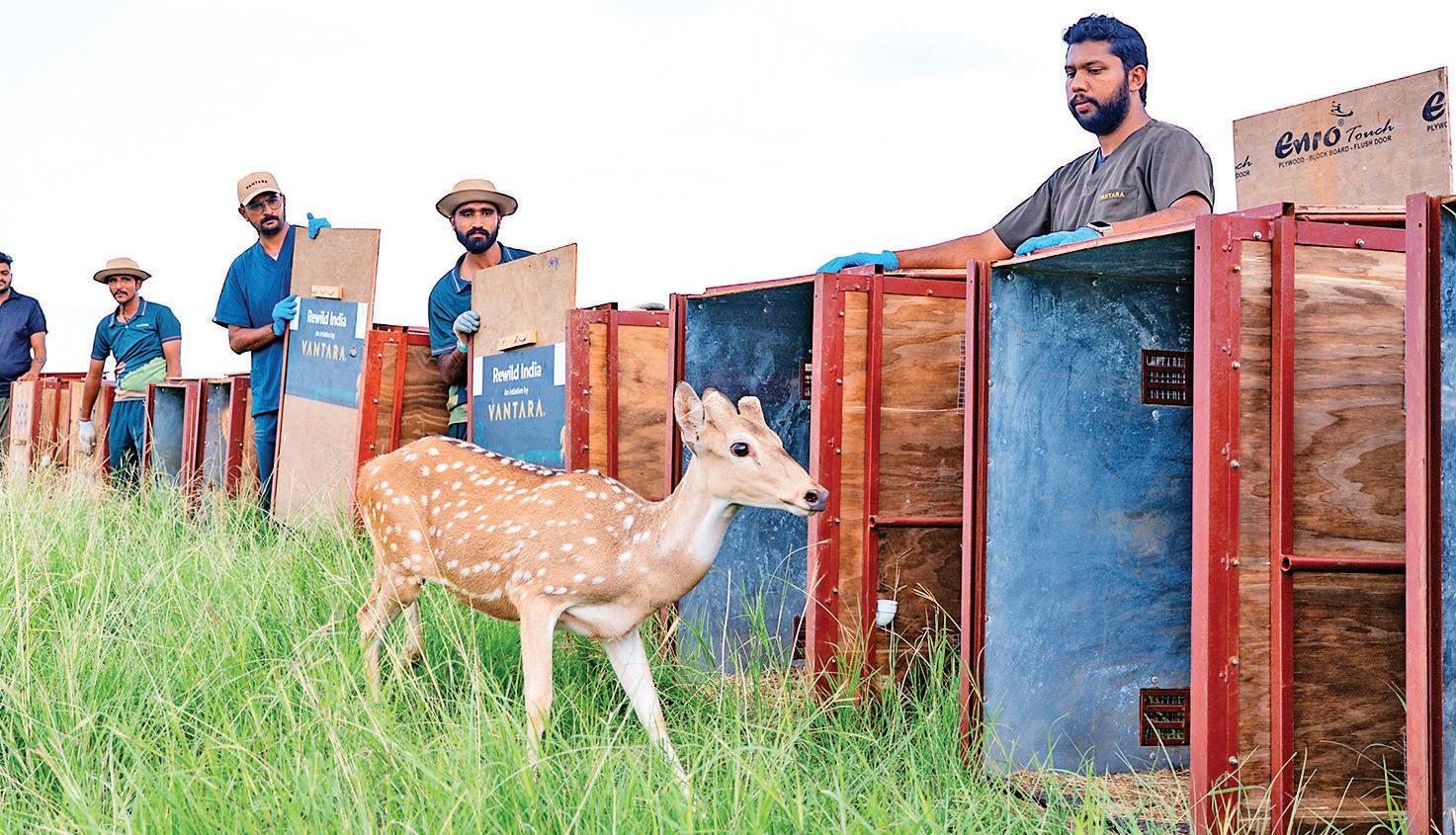 20 Spotted Deer From Vantara Released Into Banni Grasslands