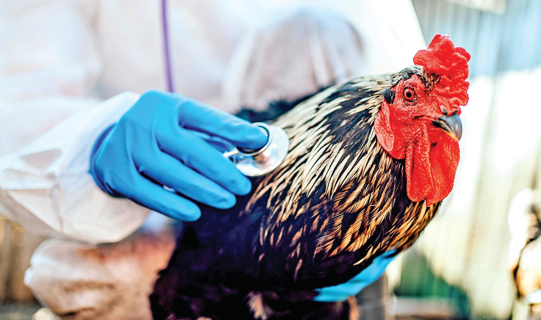 Temperature can indicate possible bird flu outbreak