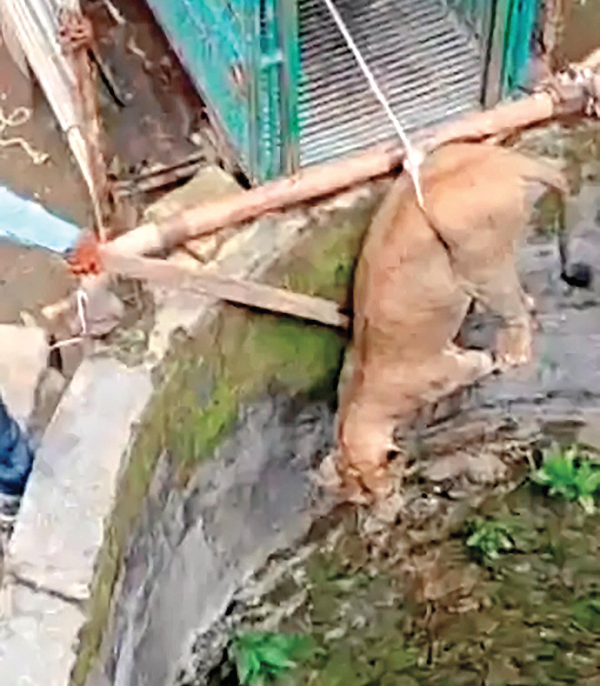 Lioness Rescued From a Well in Talala Gir