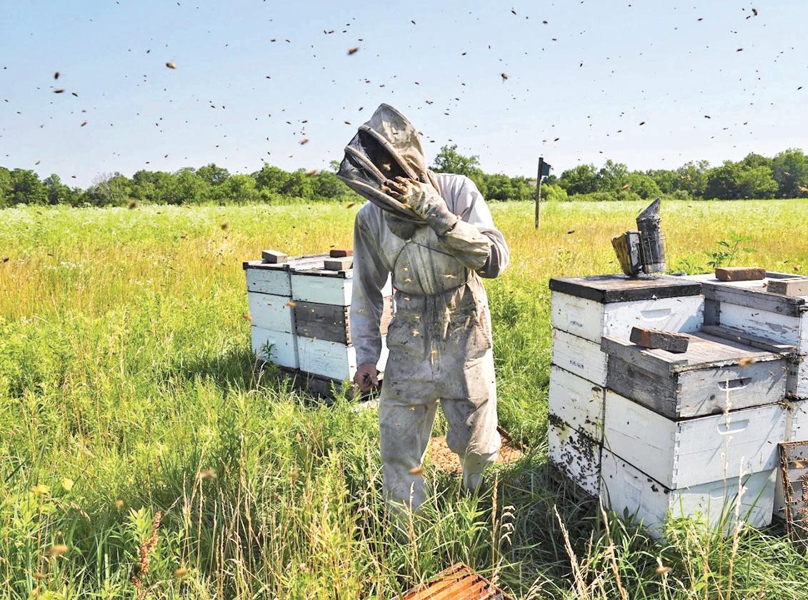 Bees Have Their Ways to Cope With Warming Earth