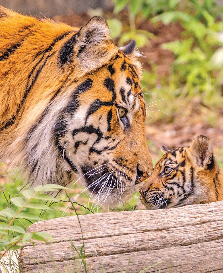 'Donate Your Pet As Food For Captive Predators'