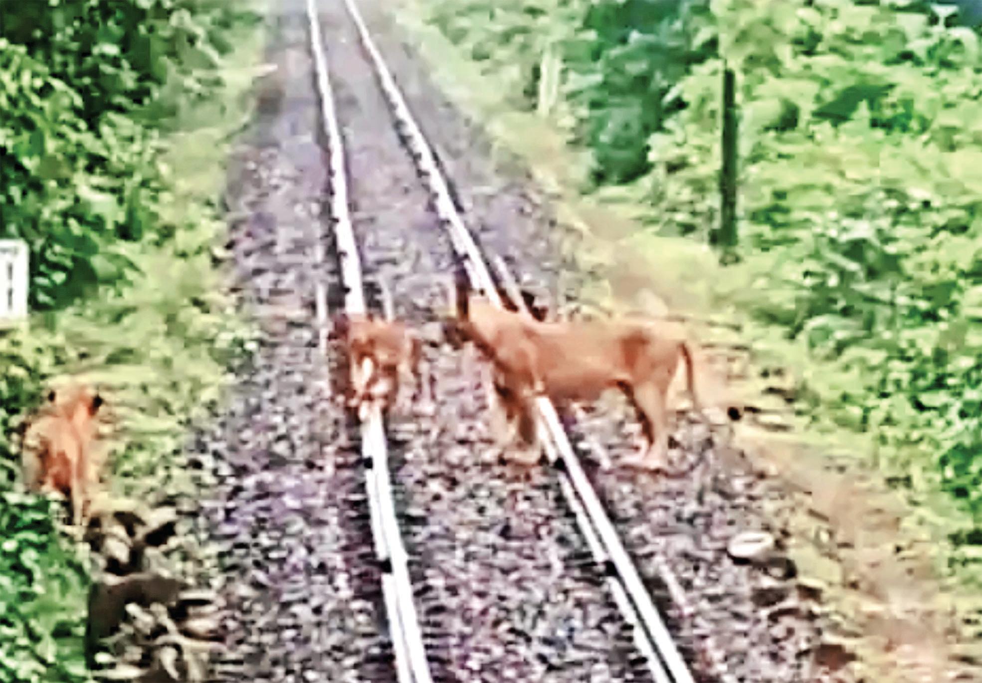 Train halts in time to save lion pride