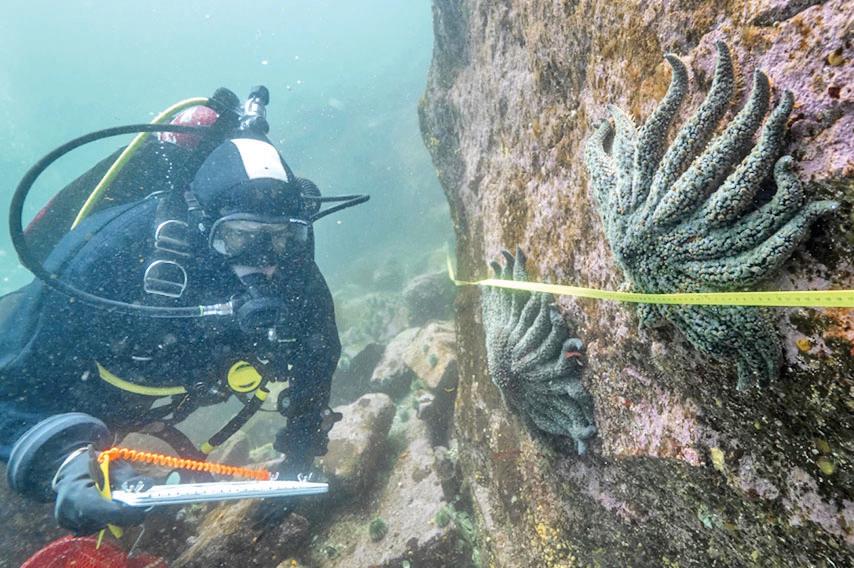What killed over 5 billion sea stars? Mystery unravelled