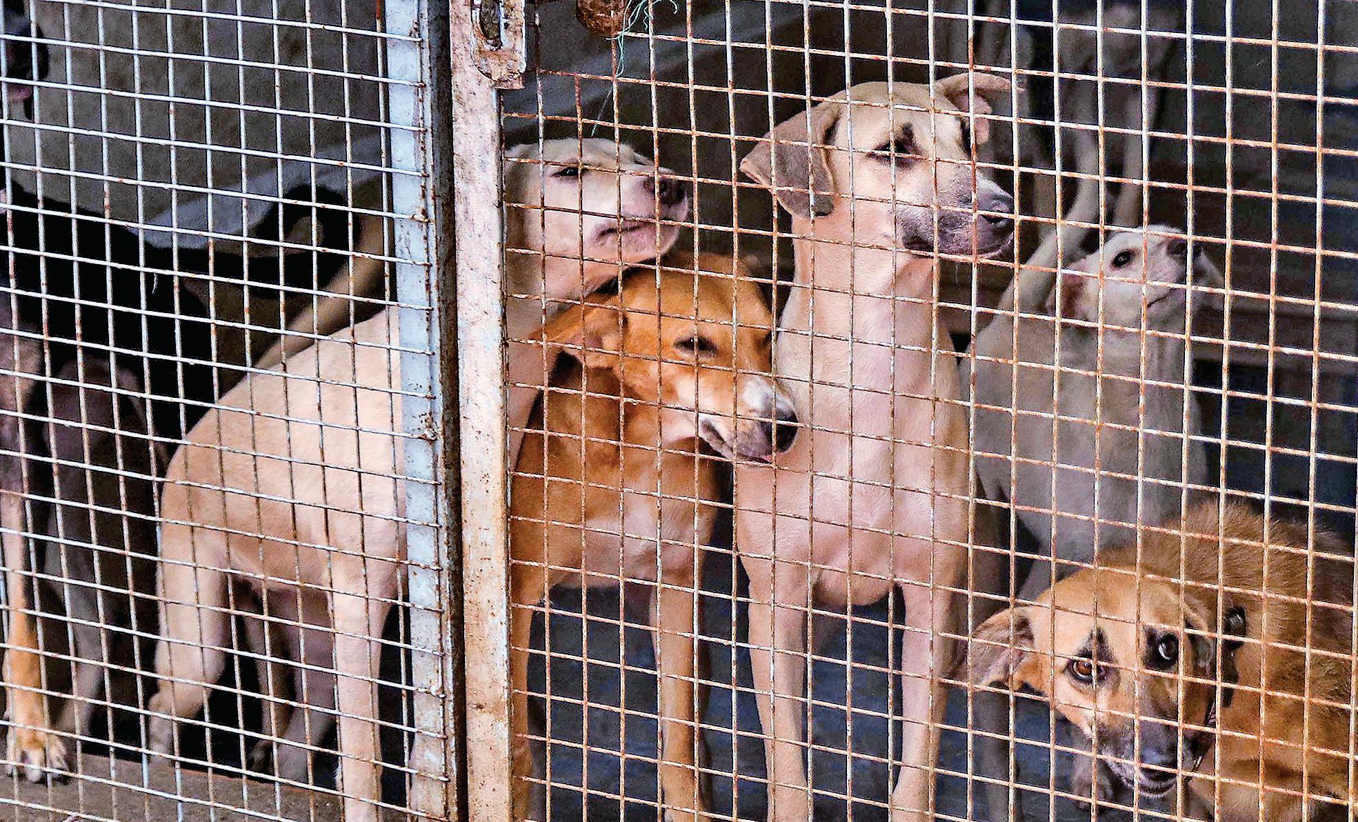 SC orders relocation of stray dogs to shelters in Delhi-NCR