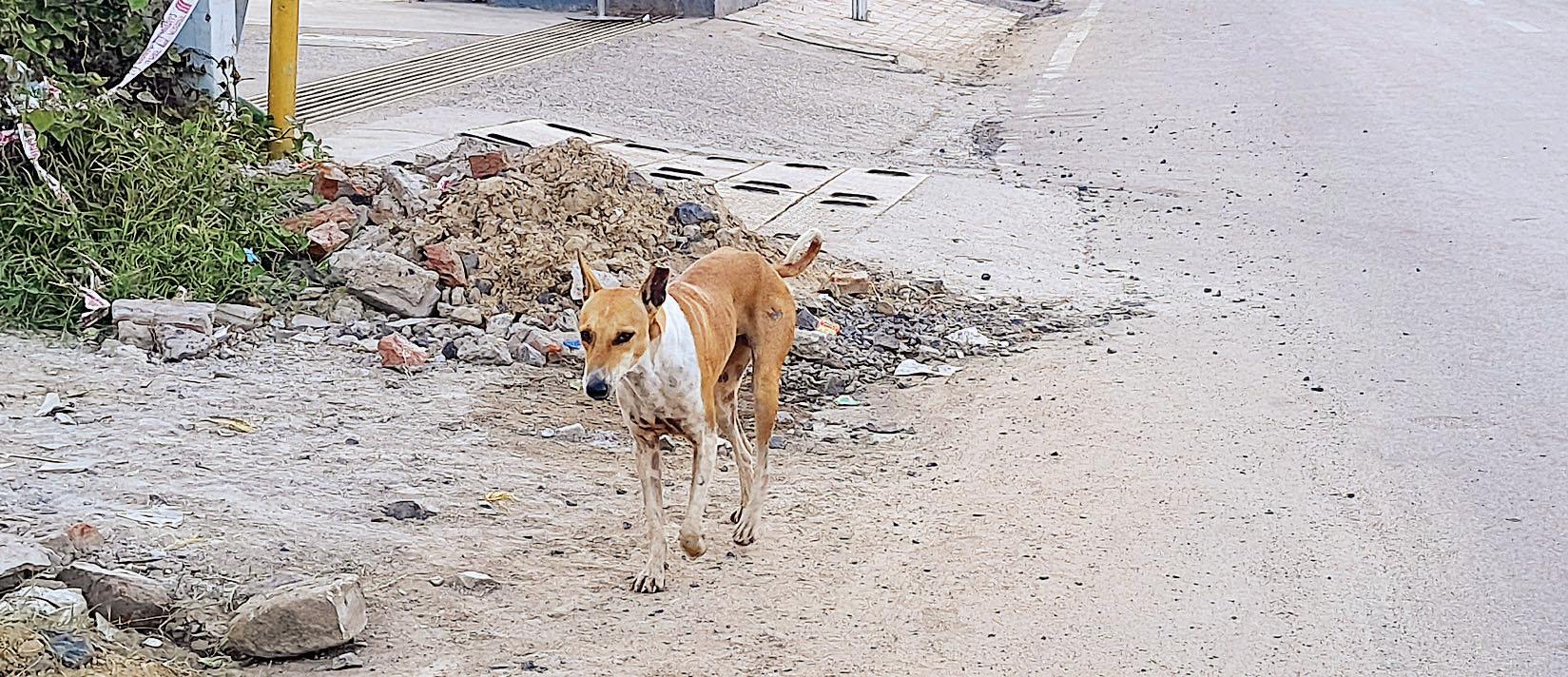City lacks adequate infra to shelter 2L stray dogs