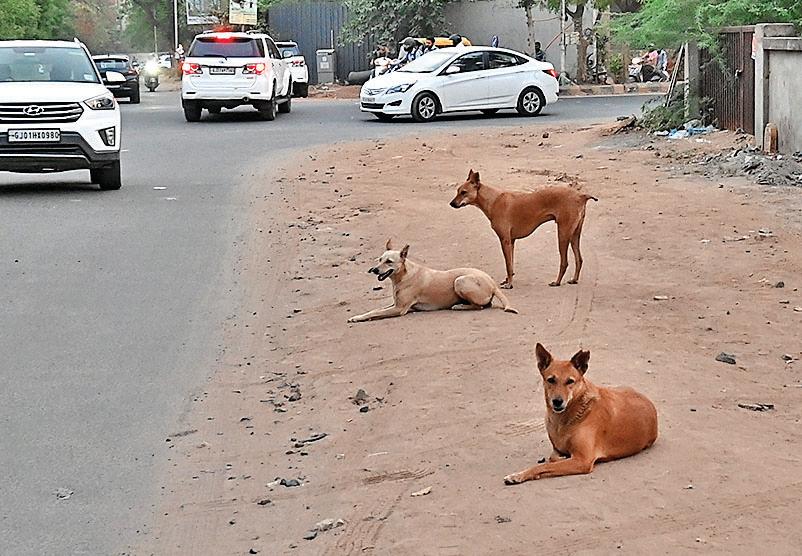 10 Dog Bites Occur Daily as AMC Chops Sterilisation Teams