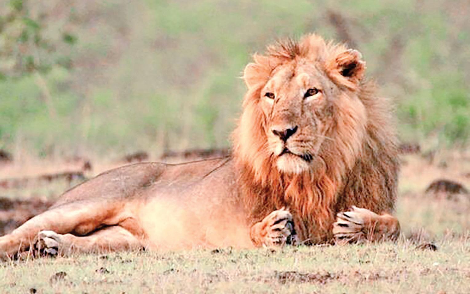 Aid raised for safety of lions and farmers