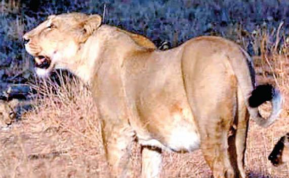 Forest dept starts probe into 'suspicious' death of lioness