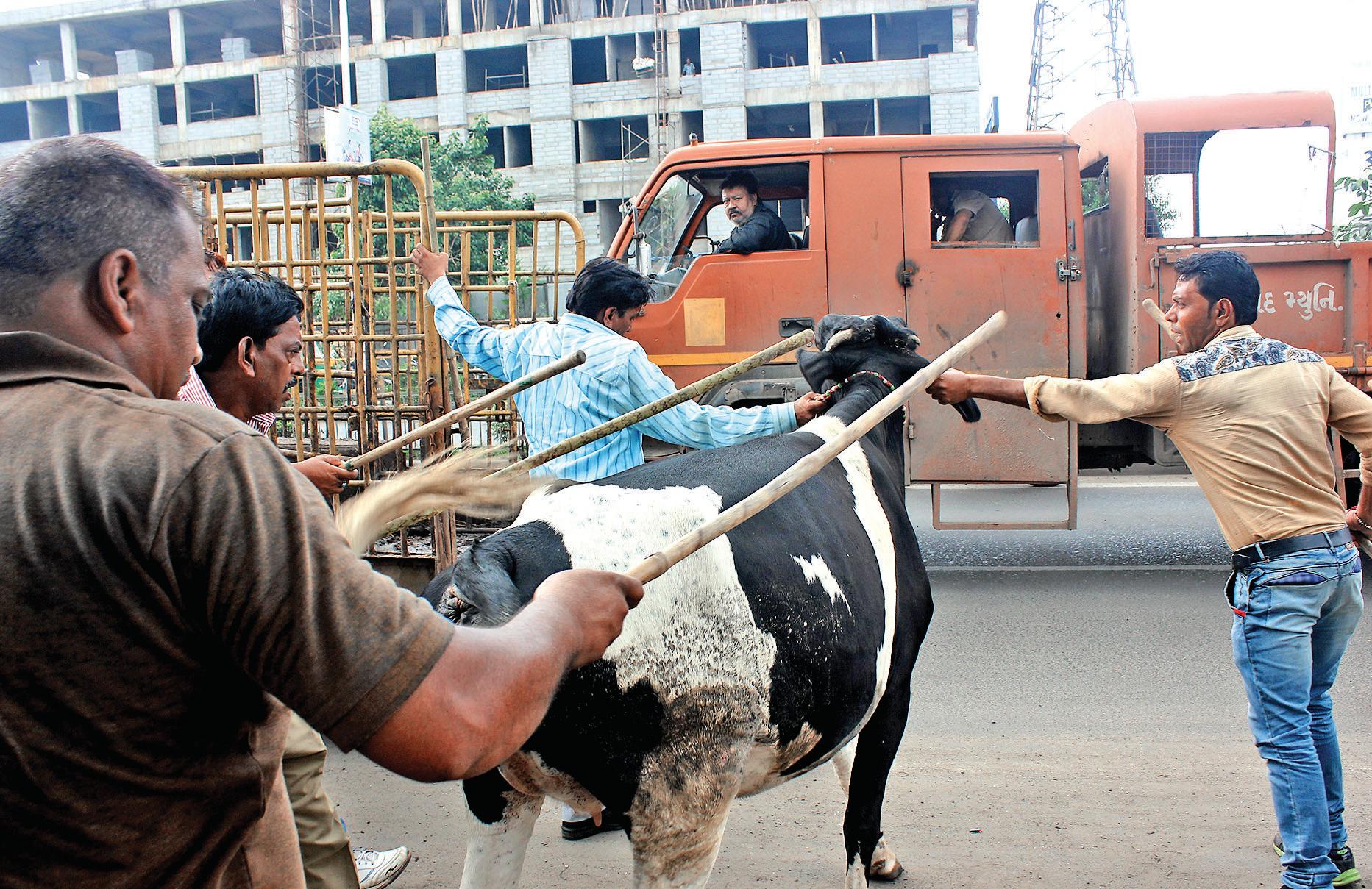 Stray cattle driven away during CNCD operation
