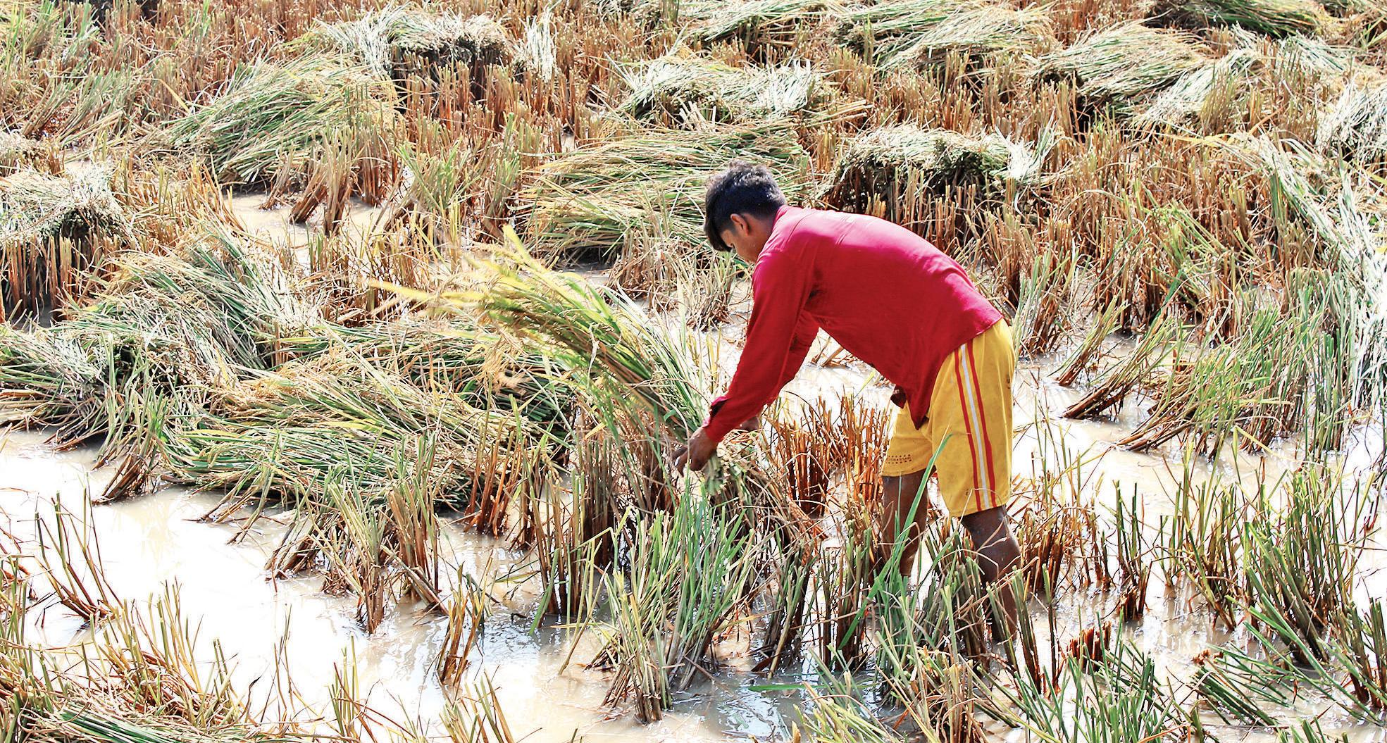 Crop damage: Govt's relief package for farmers soon