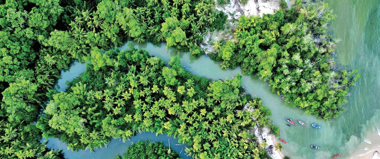 Rainforest fund gets $5.5bn boost