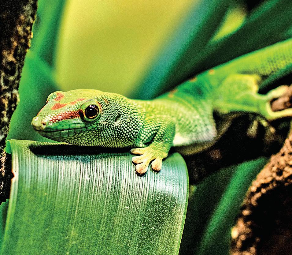 ZSI scientists discover new gecko species