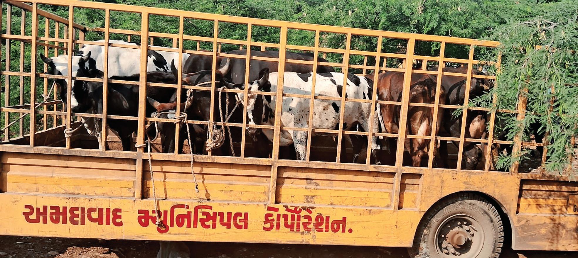 28 stray cattle impounded on Day 1 of crackdown